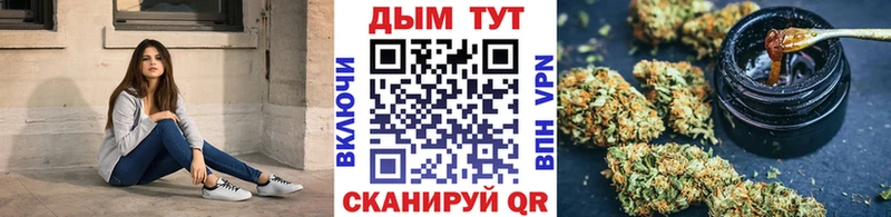Конопля гибрид  Куртамыш 
